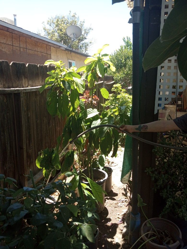 Fuerte Avacado Tree
