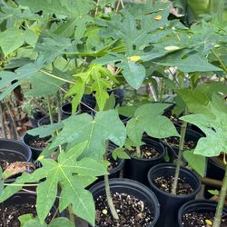 Papaya Trees 