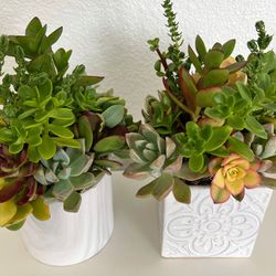 Mother’s Day Succulent Arrangements In Ceramic Pots 