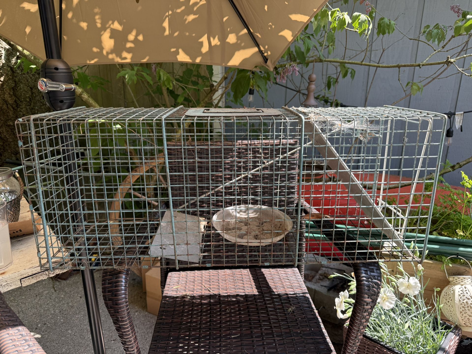 Live Trap Cage