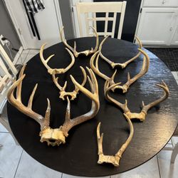 Antler And Shed Lot! Deer Antlers