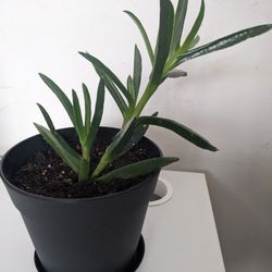 Lampranthus Spectabilis Wikipedia Plant.