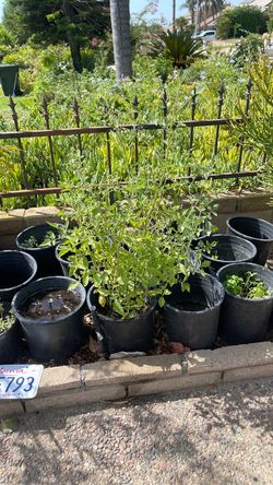 Tomatoes Plant