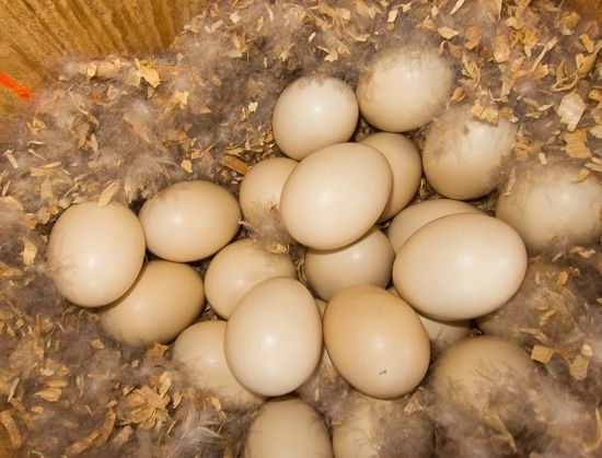 Fresh Duck Eggs $2 Each