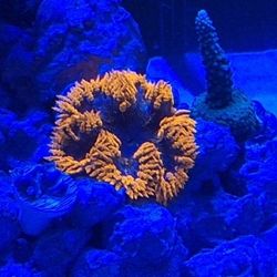 Fake Coral FRAG DECORATION 