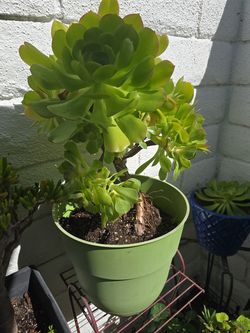 Succulent in Pot