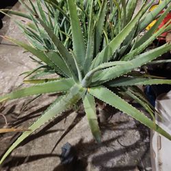 ALOE CHUNKS