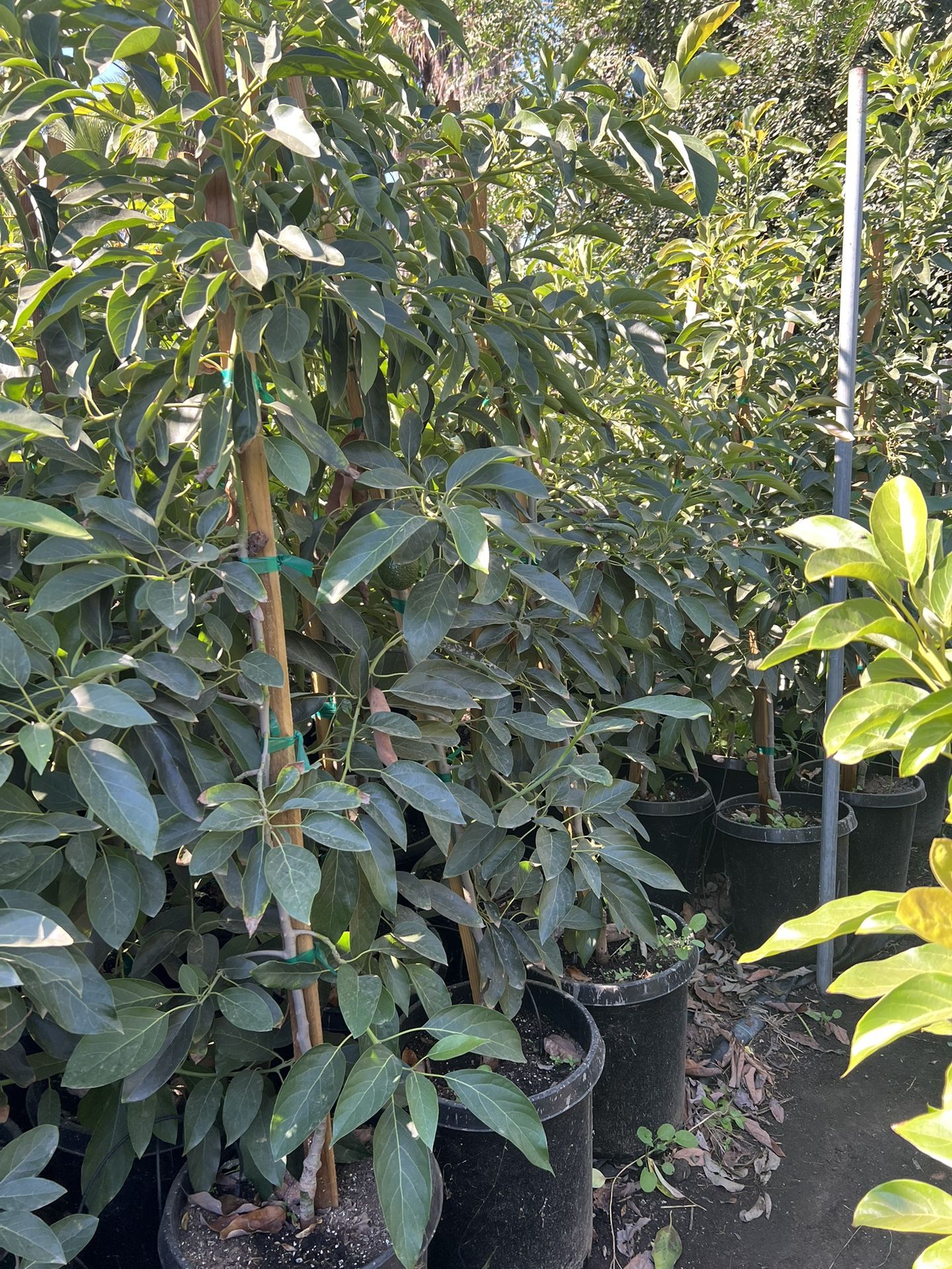 Avocado Tress,All Products : American Fashion Style Bags On Sale
