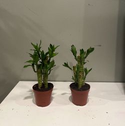 Lotus bamboo