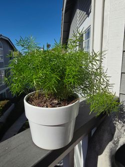 Asparagus plant/ not edible