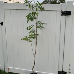 Indian Neem Plant (5-6 Ft Tall)