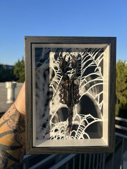 Scorpion Insect Taxidermy