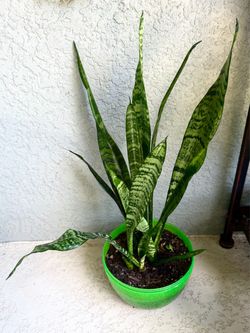 Sansevieria  plant