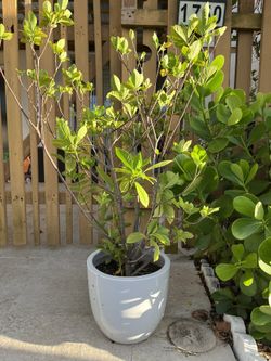 Gardenia And Jasmine