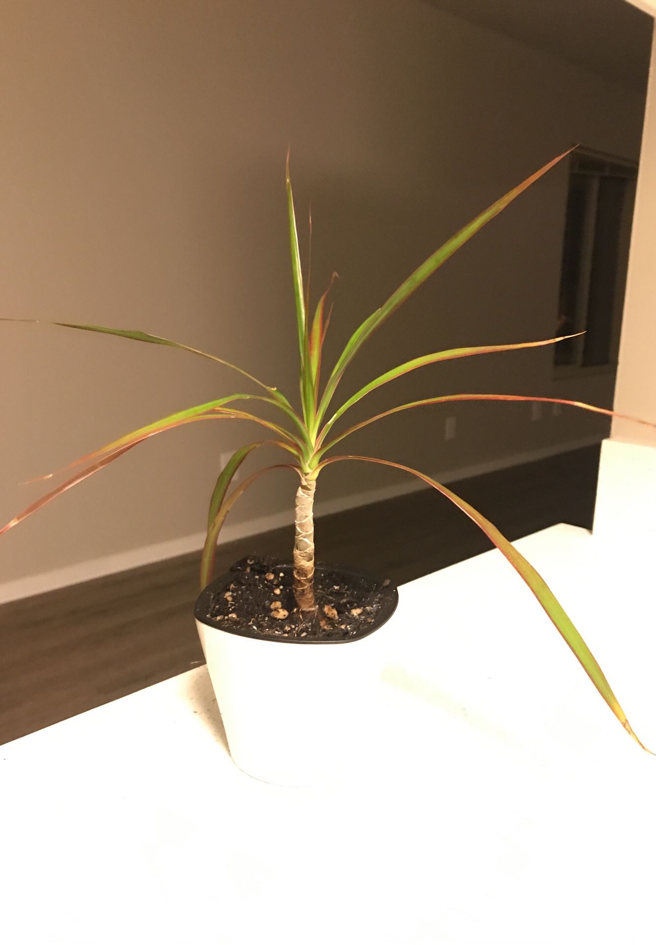 Plant