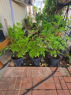 Yellow bell plants