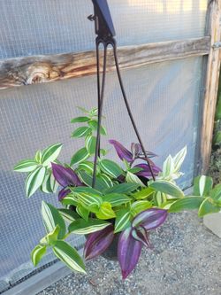 Green/purple/red plants 6" Nursery Pot