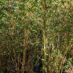 Bamboo Alphonse Karr 