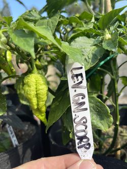 Leviathan Gnarly Scorpion 🦂 Pepper Plant Fruiting
