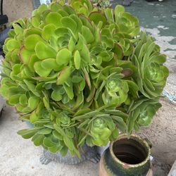 Plant