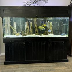 180 Gallon Fish Tank & Stand