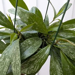 Hoya Publicalyx Splash Plant 6" Pot - Indoor House Plants 