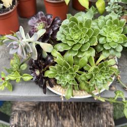 Pretty Plant 