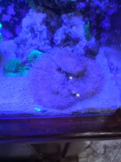 Large Toadstool Leather Coral
