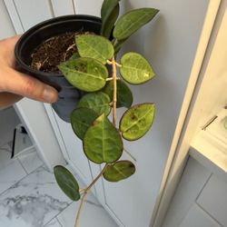 Hoya Parasitica Black Margin