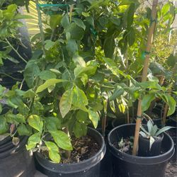 Lima Tree $95 Each
