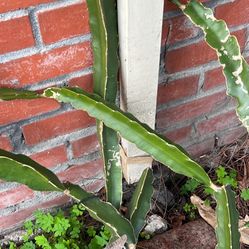 Various Plant