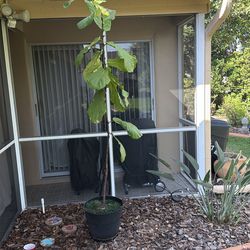 7 1/2 foot fiddle leaf fig plant