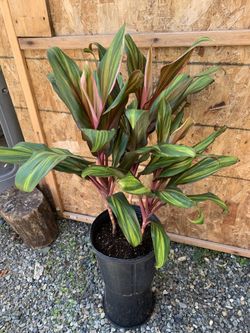 Indoor Plant