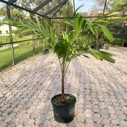 christmas palm adonidia merrillii (7 gallon)