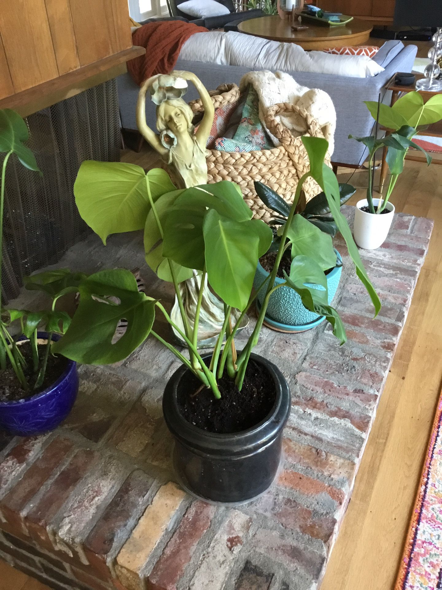 Large Monstera with pot
