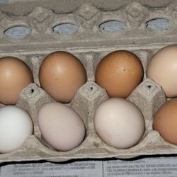 Huevos/eggs,cage Free