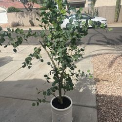 Faux 6.5' Eucalyptus Tree