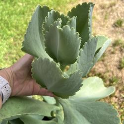 Succulents Many different Sizes, Kalanchoes, Kalanchoe Marmorata, Kalanchoe Pinwiper.