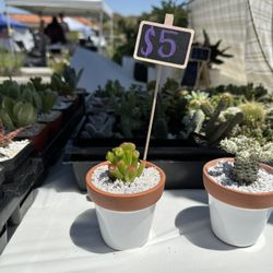 Succulents For Gift $5
