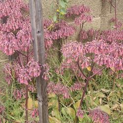 Mother Of A Thousand Succulent Plants.