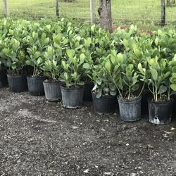 Clusias 7 Gallons $13