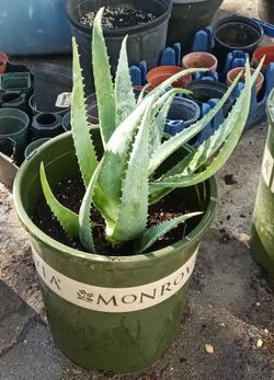 18" Aloe Vera Plant In 5 Gal Pot
