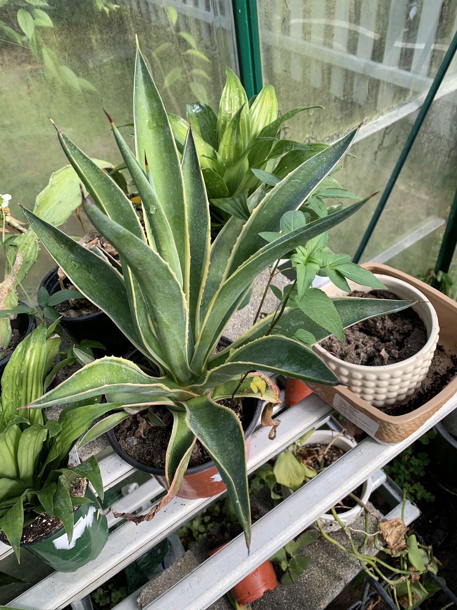 Agave Plant!! $15!!
