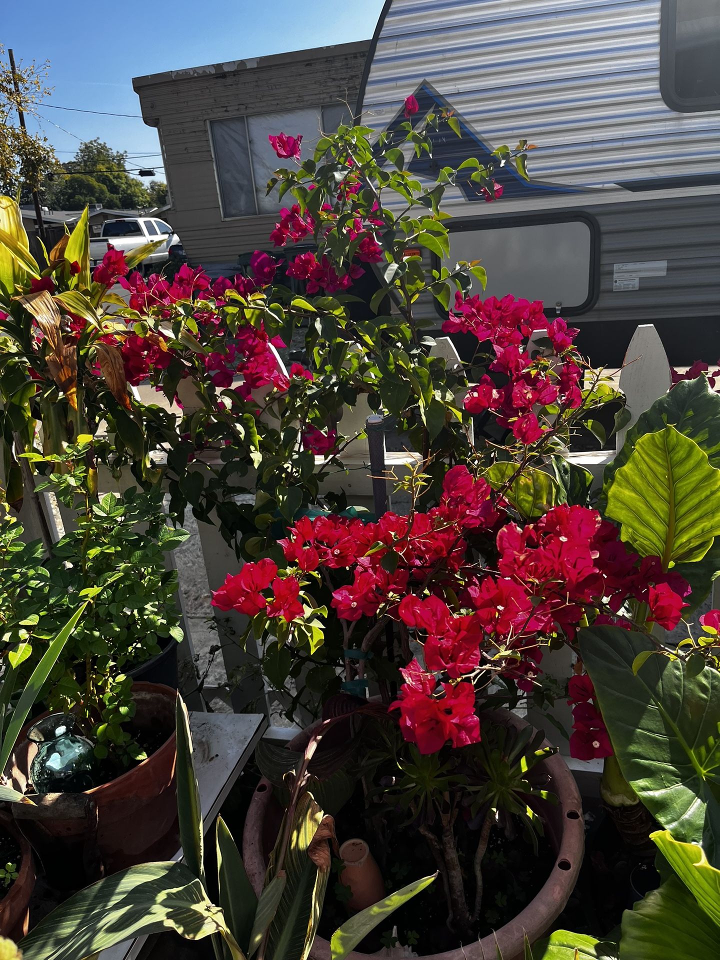 Plants North Sacramento $10