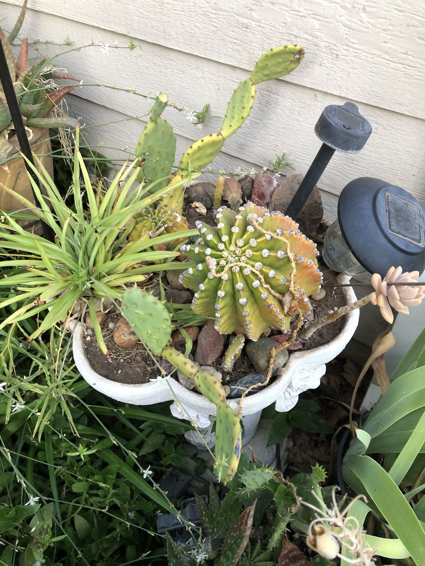 Plants for sale, big two week Sale