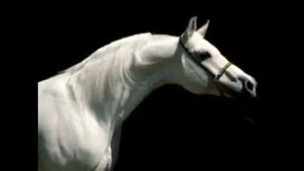 BUSCO CABALLO ESPAŃOL UNA MAQUILA