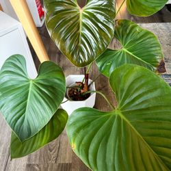 Philodendron Lynamii for Sale in Los Angeles, CA - OfferUp
