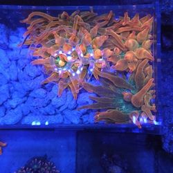 Saltwater REEF Decorations!!!