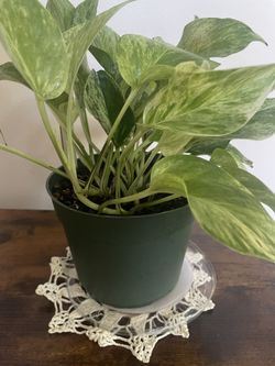 Hawaiian Golden Pathos