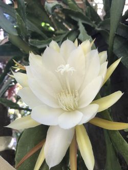 White with yellowish outer petals before it opens up cactus orchids ( epiphyllum orchids).... Unrooted cuttings- 6 inches to 7 inches long...bloom